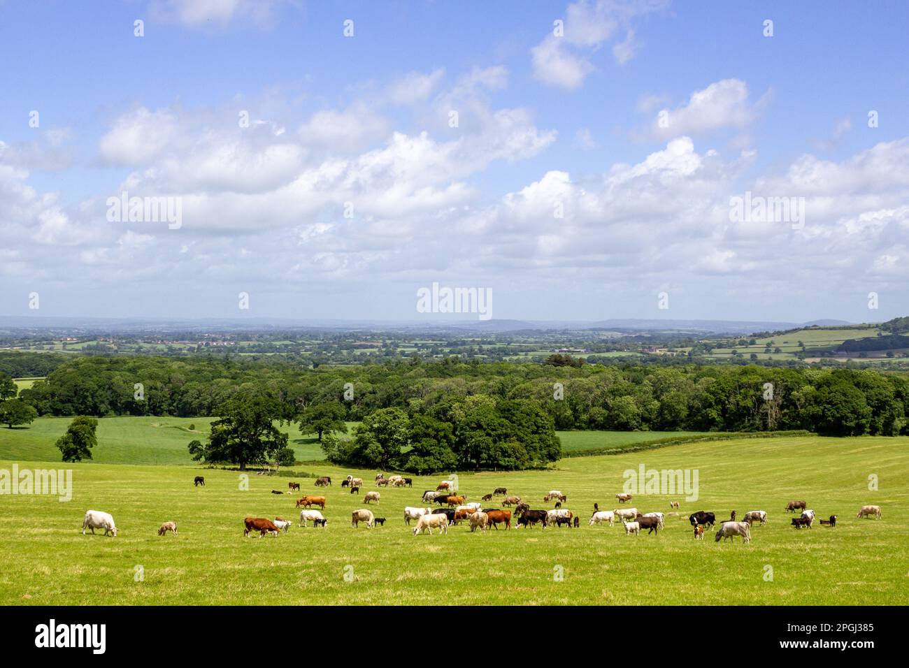 Eine Herde Kühe weidet auf einem Feld im Blackmore Vale, North Dorset, England an einem sonnigen Sommertag Stockfoto