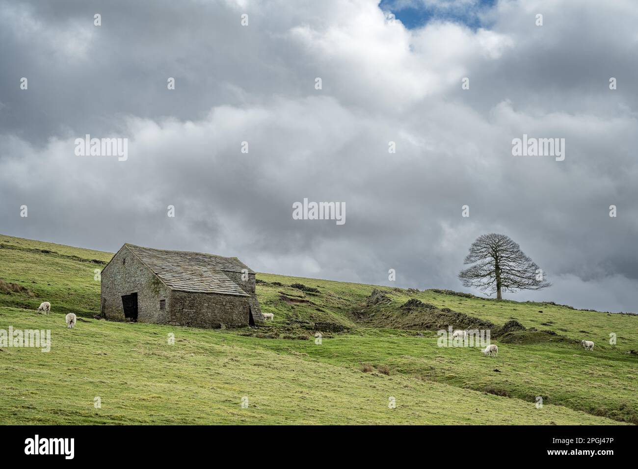 Ländliche Landwirtschaftslandschaft in Bergregionen mit Schafen, die auf unkultivierten Berglandfeldern im Vereinigten Königreich weiden. Stockfoto