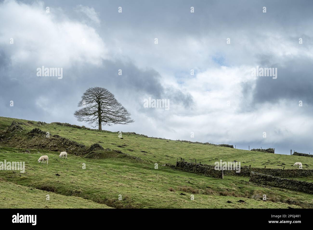 Ländliche Landwirtschaftslandschaft in Bergregionen mit Schafen, die auf unkultivierten Berglandfeldern im Vereinigten Königreich weiden. Stockfoto