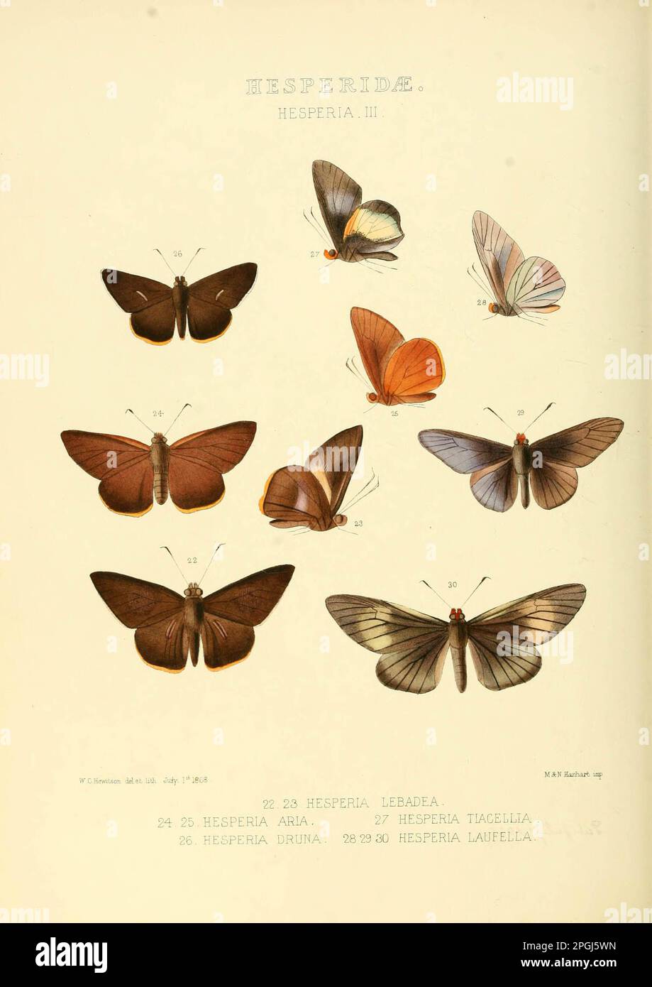 Illustrationen von neuen Arten von exotischen Schmetterlingen Hesperia III. Stockfoto