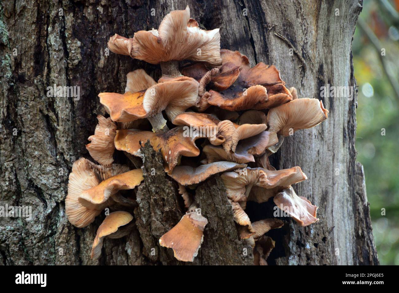 „Panellus Stipticus“-Pilze (Bitter Oyster), die auf einem toten Milchbaum im Naturschutzgebiet Grubbins Wood Cumbria Wildlife Trust bei Arnside wachsen. UK. Stockfoto
