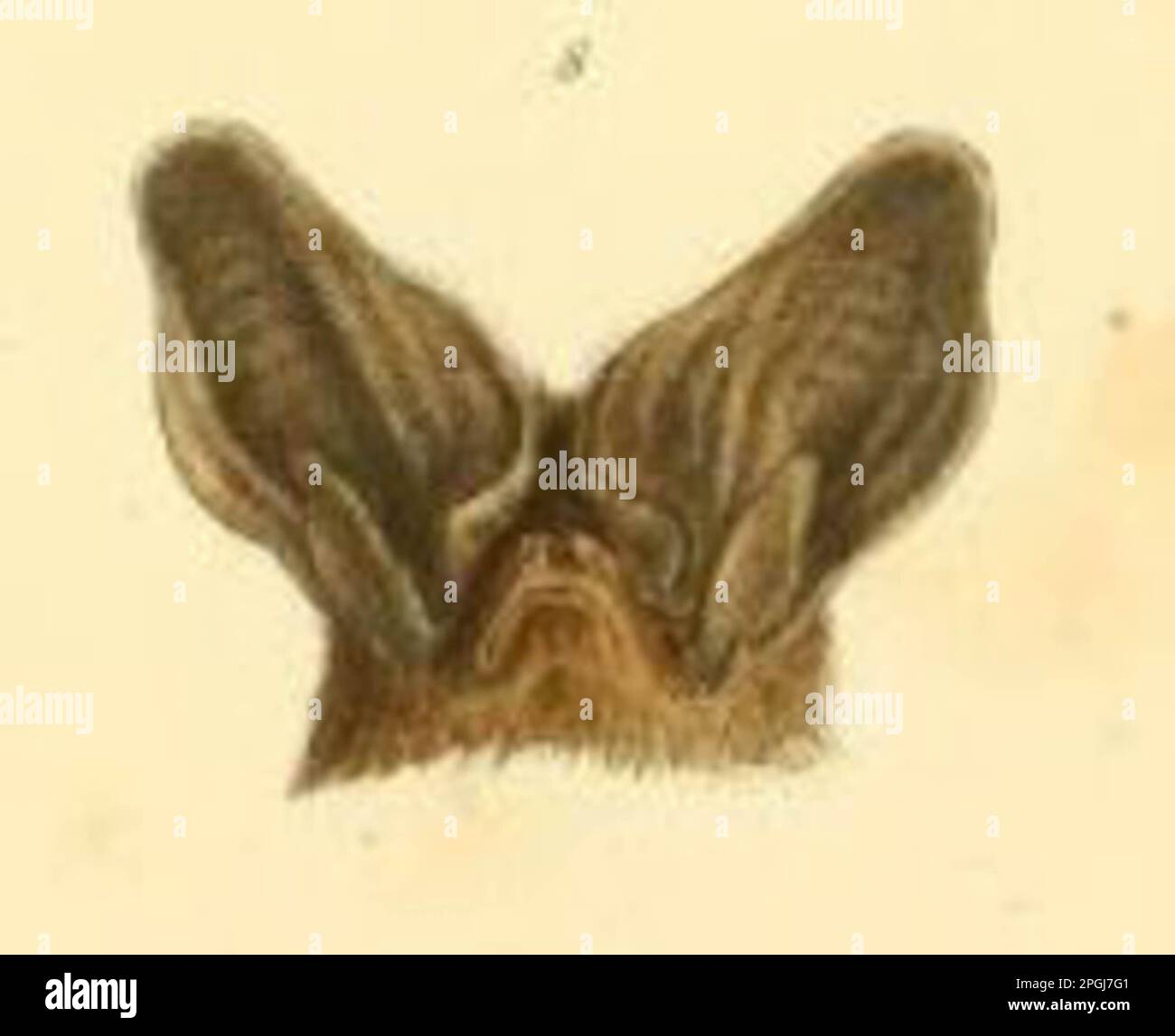 Plecotus Fotos und Bildmaterial in hoher Auflösung Alamy