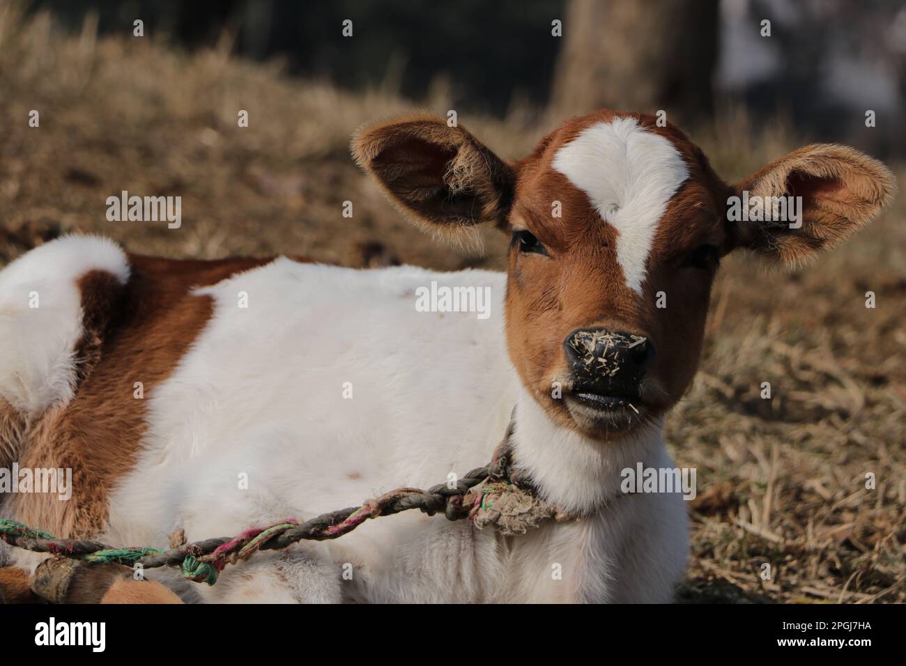 Ein weißes und braunes, indisches Kalb, das von einem Ropebullkalb gebunden ist Stockfoto
