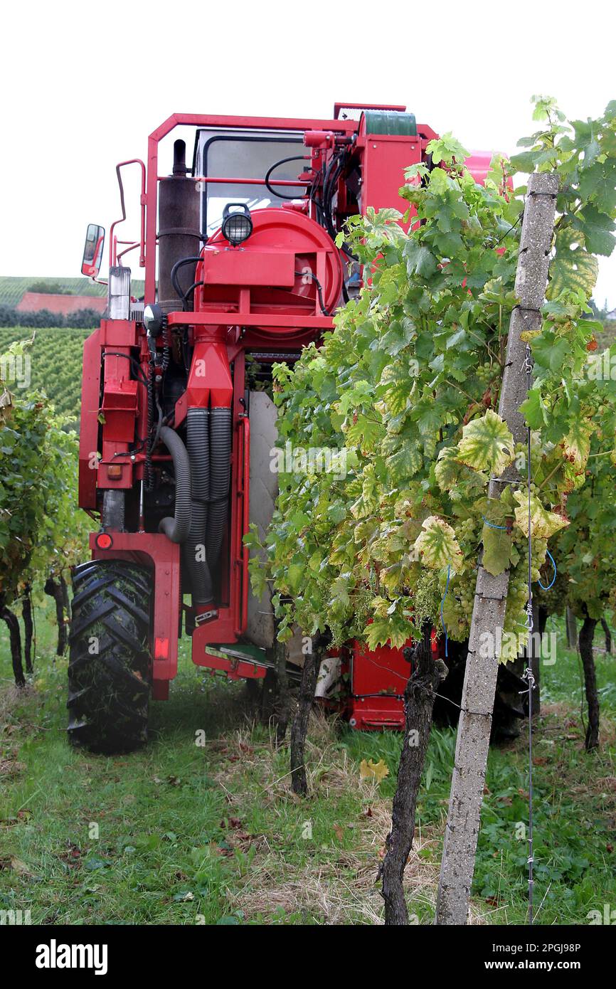 Traubenernte mit der Traubenerntemaschine Stockfoto Traubenernte mit der Traubenerntemaschine Stockfoto
