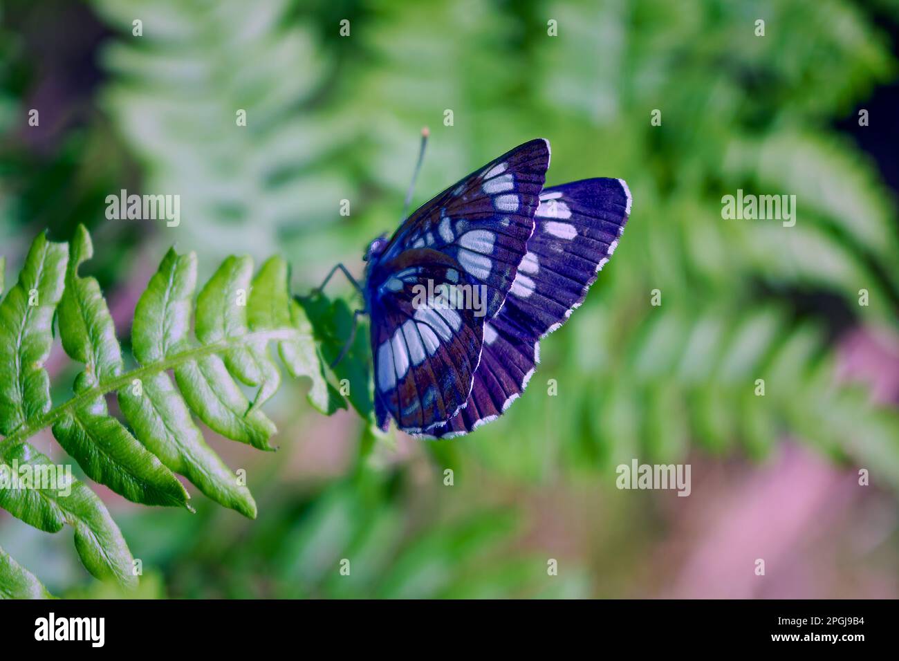 Die Honshu White Admiral Limenitis glorifica auf einem Blatt. Stockfoto