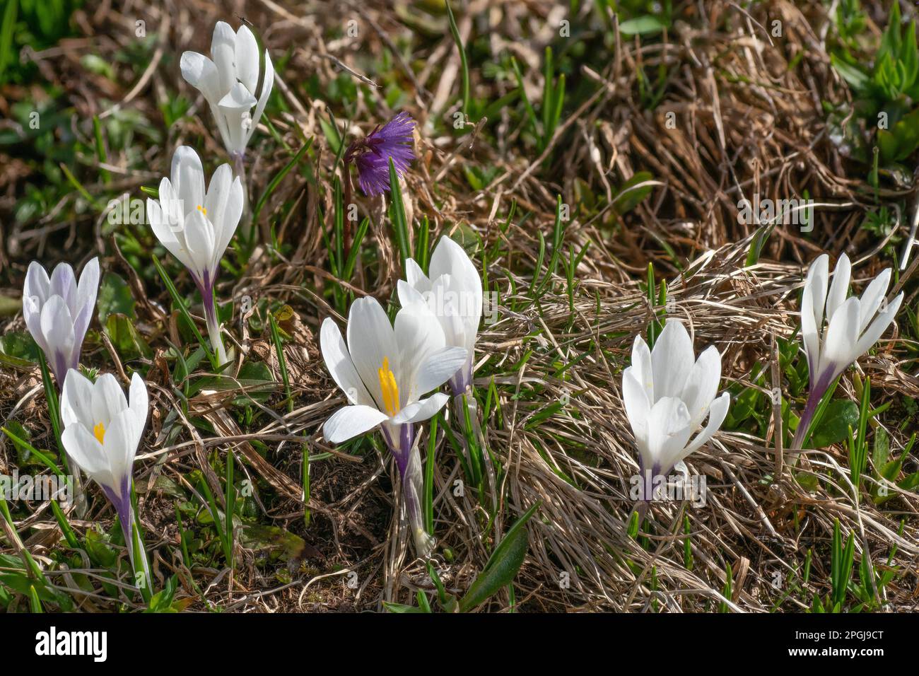 Weißer Krokus, Frühlingskrokus (Crocus vernus ssp. Albiflorus, Crocus albiflorus), Blooming, Österreich, Tirol, Hochtannberg Stockfoto