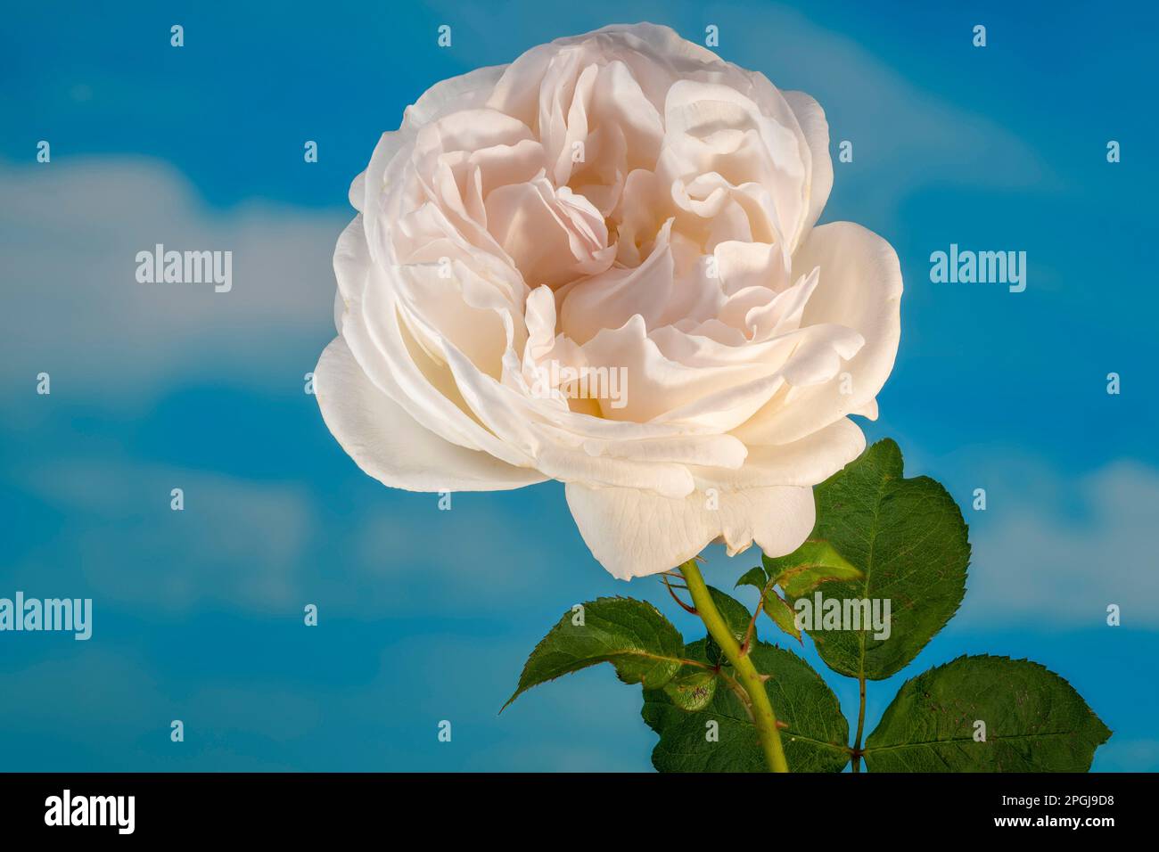 Weiße Rose gegen blauen Himmel, Deutschland, Bayern Stockfoto