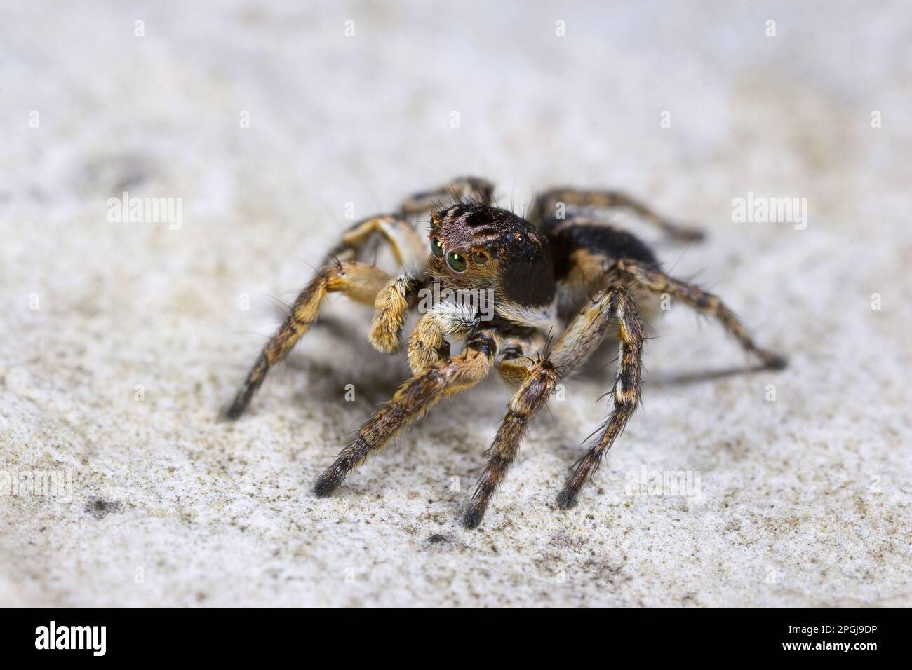 Springspinne (Aelurillus V-insignitus, Phlegra V-insignita, Attus V-insignitus, Ictidops V-insignitus), männlich, Seitenansicht, Deutschland Stockfoto