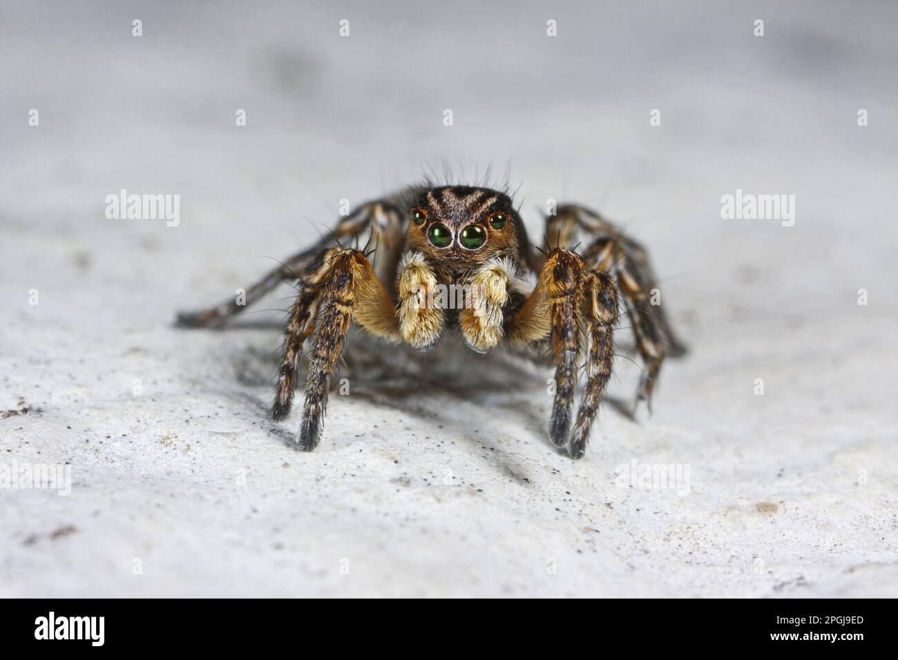 Springspinne (Aelurillus V-insignitus, Phlegra V-insignita, Attus V-insignitus, Ictidops V-insignitus), Vorderansicht, Deutschland Stockfoto