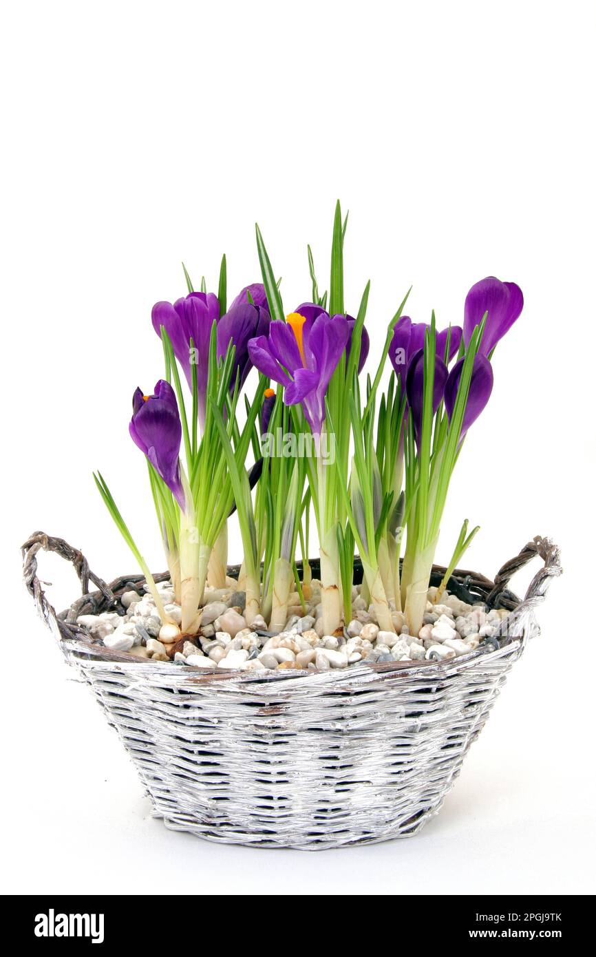 Holländischer Krokus, Frühlingskrokus (Crocus vernus, Crocus neapolitanus), Krokusse in einem Korb, Ausschnitt Stockfoto