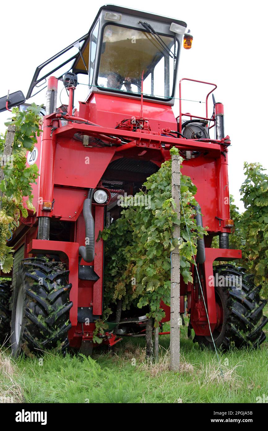Traubenernte mit der Traubenerntemaschine Stockfoto Traubenernte mit der Traubenerntemaschine Stockfoto