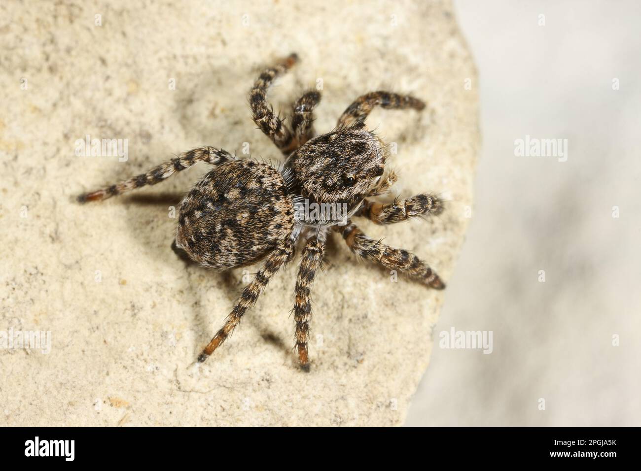 Springspinne (Aelurillus V-insignitus, Phlegra V-insignita, Attus V-insignitus, Ictidops V-insignitus), Draufsicht, Deutschland Stockfoto