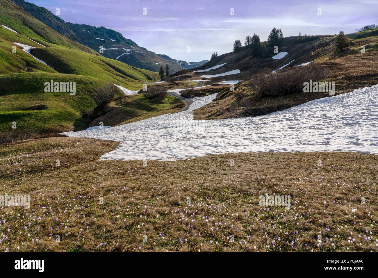 Wilde Krokusblüten auf den Bergwiesen der Region Geisshorn, Österreich, Tirol, Hochtannberg-Pass Stockfoto