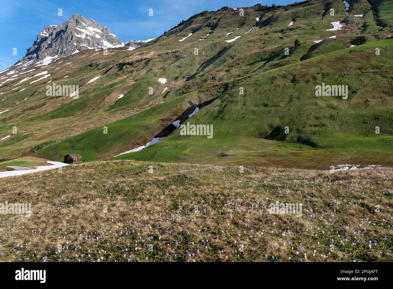 Wilde Krokusblüten auf den Bergwiesen der Region Geisshorn, Österreich, Tirol, Hochtannberg-Pass Stockfoto