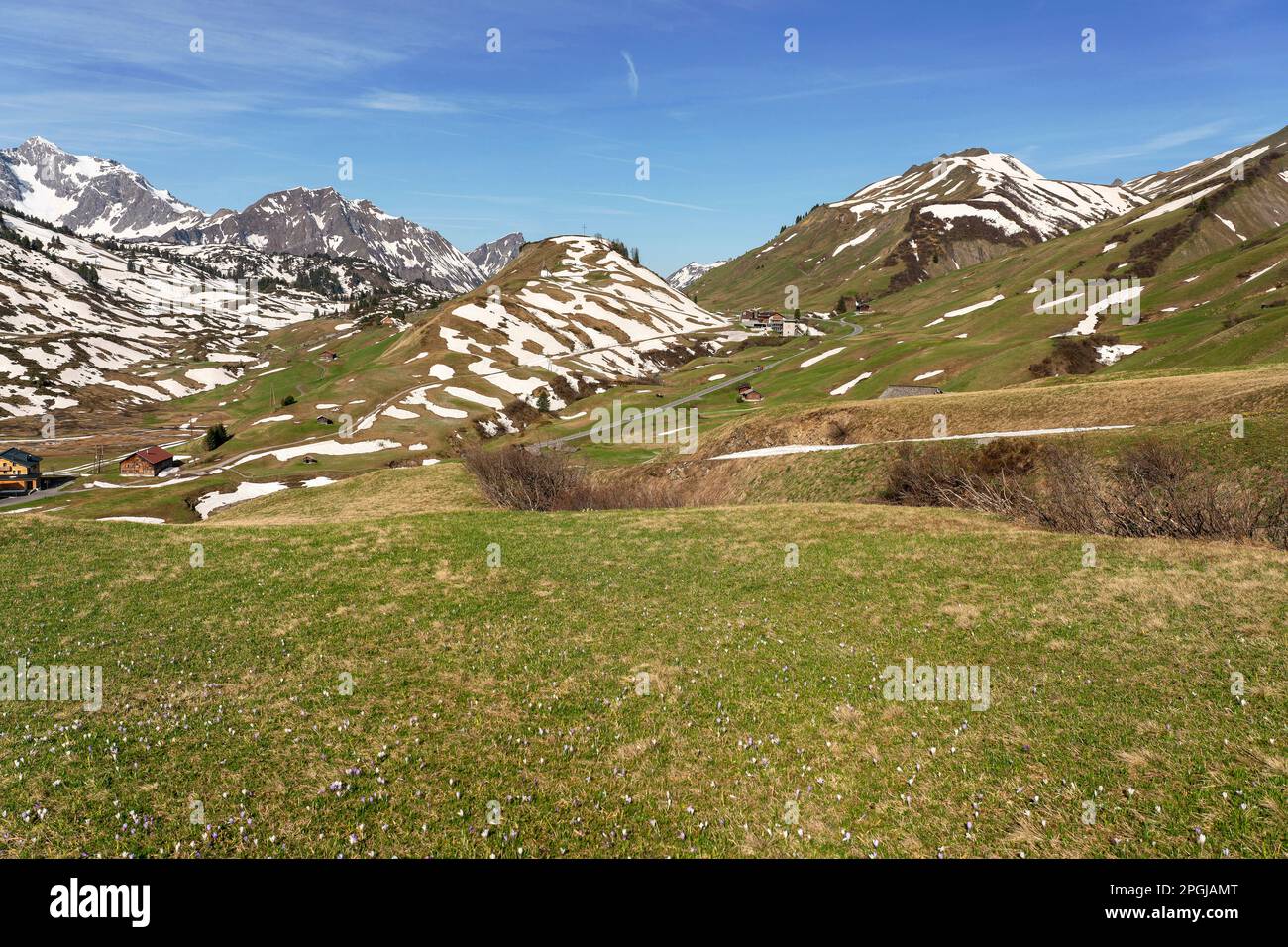Wilde Krokusblüten auf den Bergwiesen des Hochtann-Gebirgspasses, Österreich, Tirol, Hochtannbergpass Stockfoto