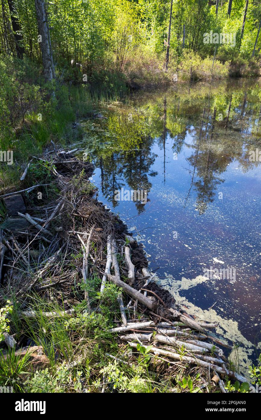 Der eurasische Biber, der europäische Biber (Castor Fiber), dammte einen Bach mit Zweigen, Ästen und Schlamm, den Biberdamm, Skandinavien Stockfoto