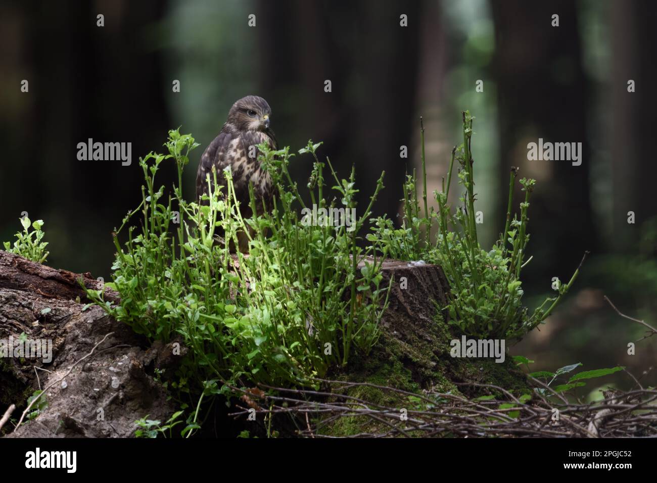 Junger Mann... Bussard, junger Greifvogel, verzweigt auf einem Baumstumpf im Wald Stockfoto