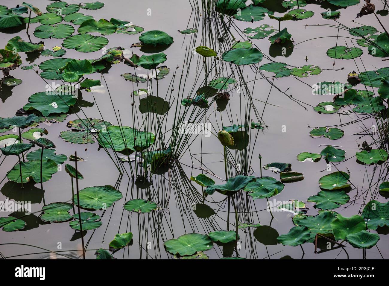 Lotus- und Kräuterblätter spiegeln sich in einem tropischen Teich wider Stockfoto
