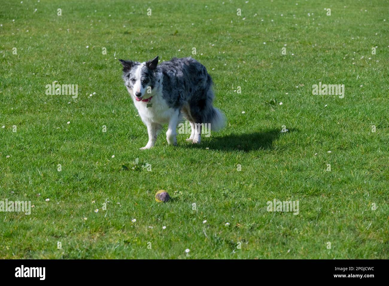 Blue Merle grenzt an Collie im Freien mit einem Tennisball in der Frühlingssonne Stockfoto