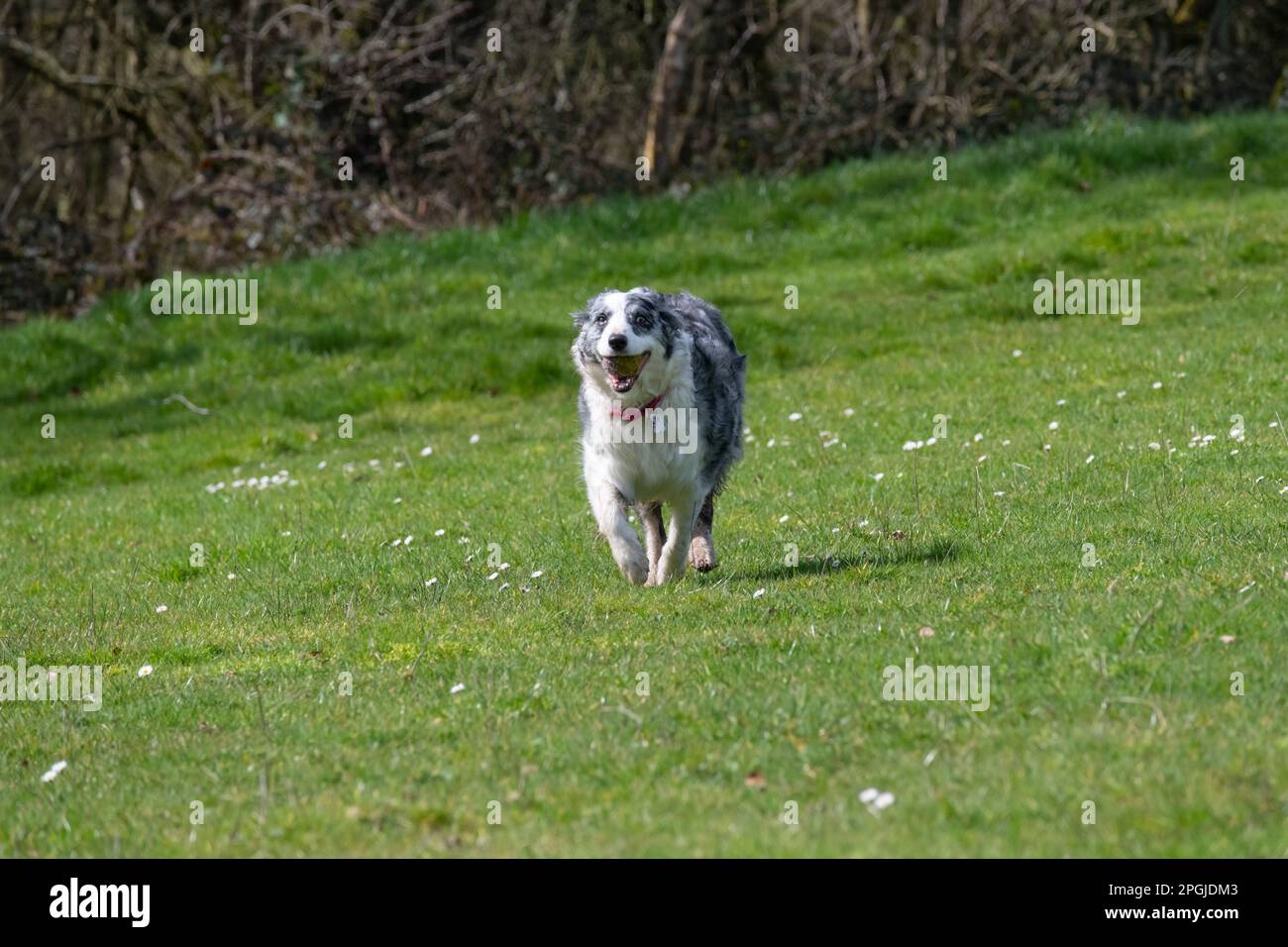 Blue Merle Border Collie läuft mit Ball im Mund nach draußen Stockfoto