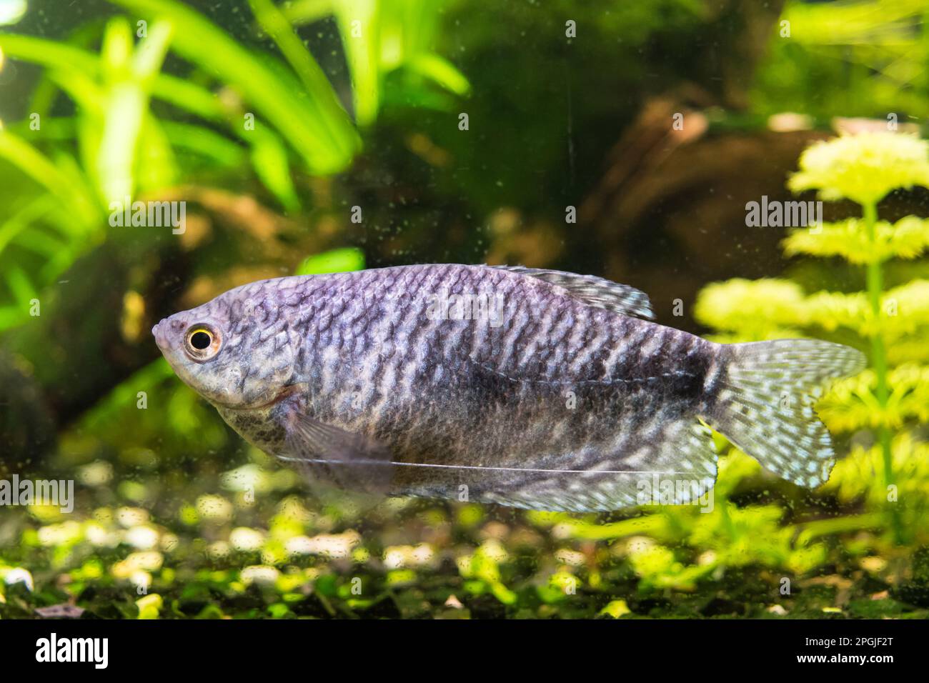 Blick auf ein marmoriertes Gourami-Aquarium in Nahaufnahme Stockfoto