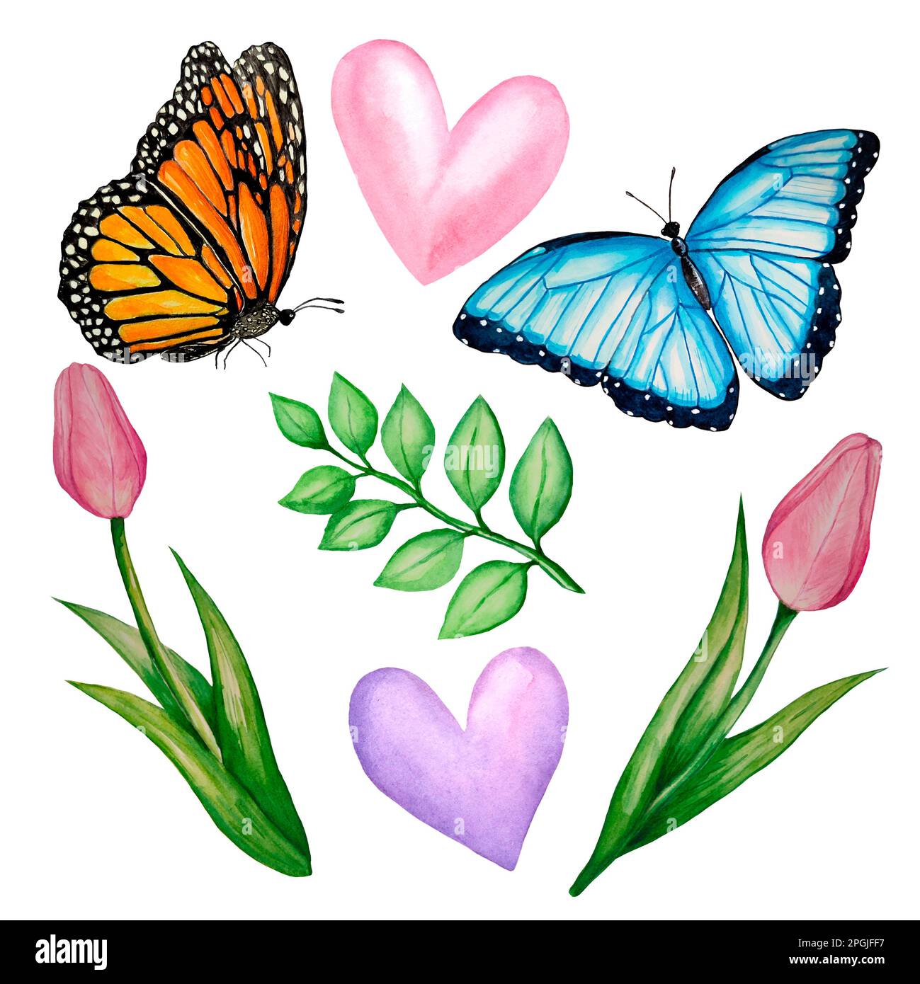 Eine Reihe von Aquarell-Illustrationen zum Thema Frühling: Tulpen, Schmetterlinge, Blätter, Aquarell Herzen auf weißem Hintergrund. Bilder für Design gree Stockfoto