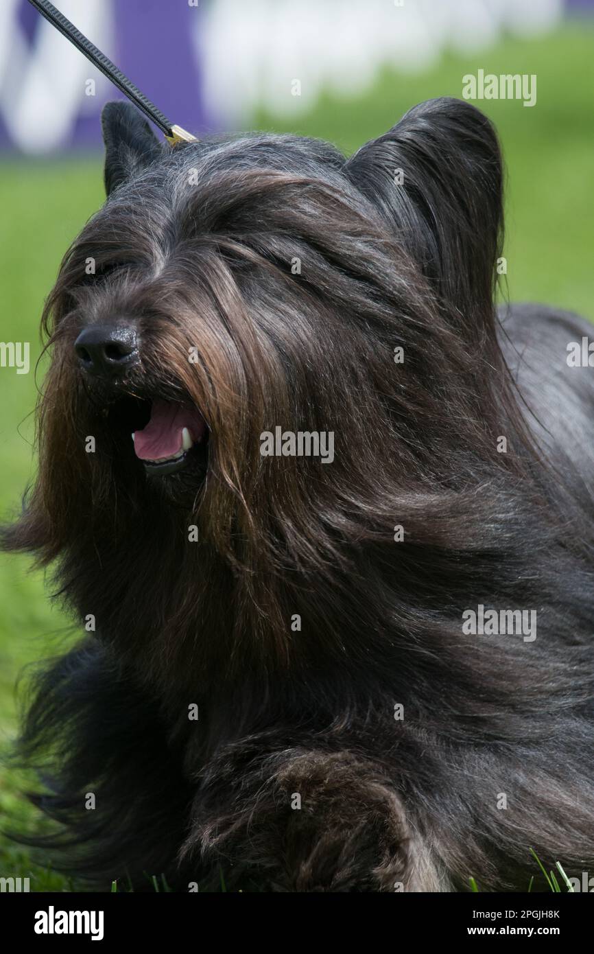 Skye Terrier Porträt aus nächster Nähe bei einer Hundeshow Stockfoto