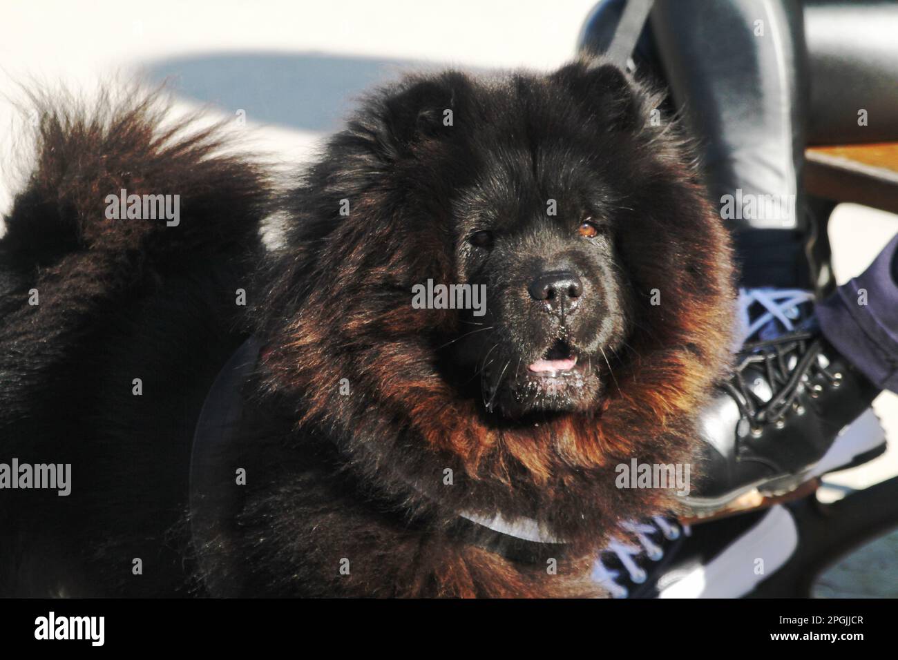 Ein Chow-Chow-Hund in Italien Stockfoto
