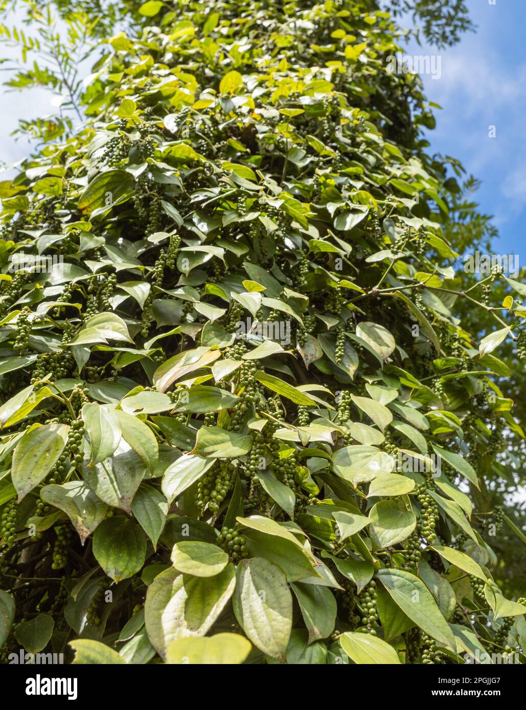 Schwarzer Pfeffer, der in Hoa Dong in der Nähe von Buon Ma Thuot in Vietnams zentralen Highlands auf Pfefferreben wächst. Stockfoto
