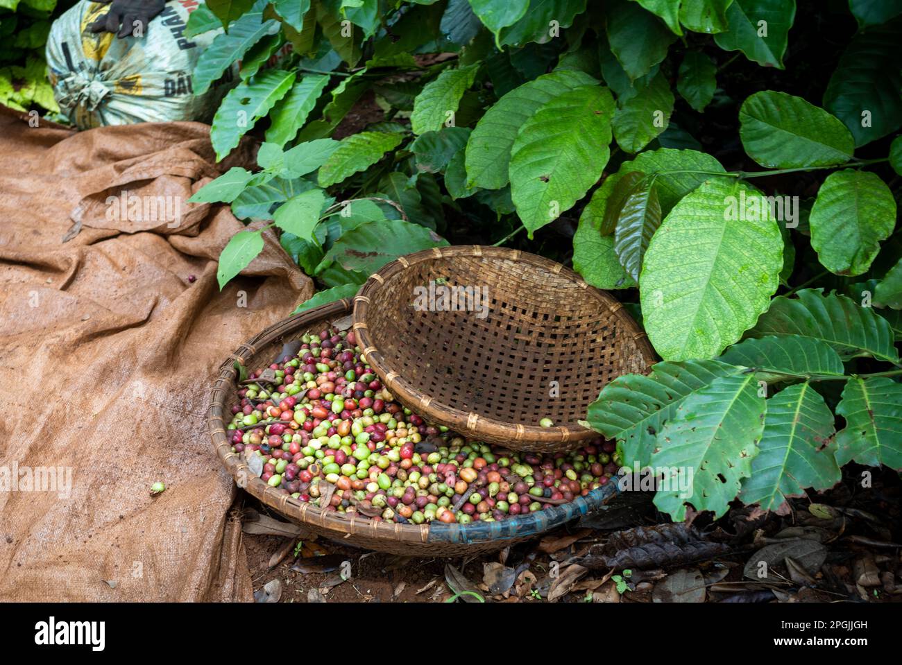 Frisch geerntete, reife Robusta-Kaffeekirschen in einem Korb aus Korb in Hoa Dong in der Nähe von Buon Ma Thuot im zentralen Hochland Vietnams. Stockfoto