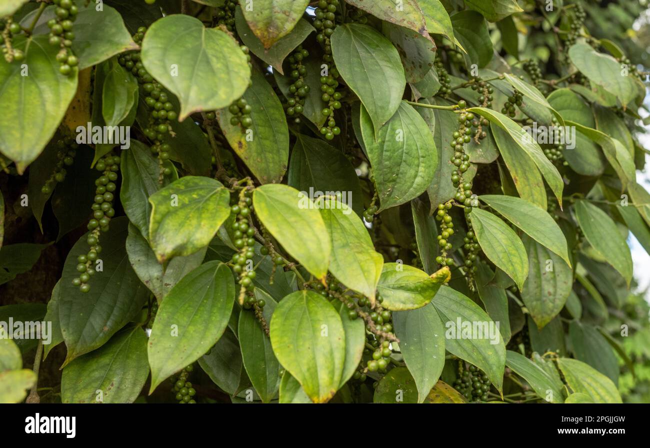 Schwarzer Pfeffer wächst auf Pfefferreben in Hoa Dong, im zentralen Hochland Vietnams. Stockfoto