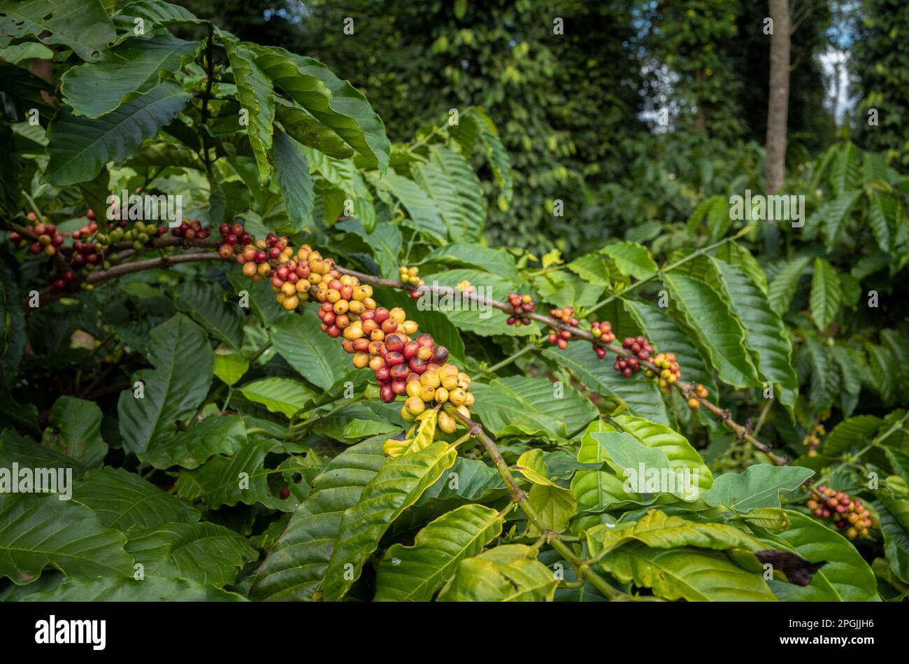 Reife Robusta-Kaffeekirschen wachsen auf Zweigen auf einem Kaffeebaum neben Pfefferbäumen in Hoa Dong in Vietnams Central Highlands. Stockfoto