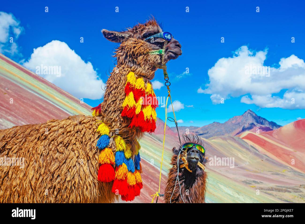 Lustiges Alpaka, Lama Pacos, in der Nähe des Berges Vinicunca, berühmtes Reiseziel in den Anden, Peru Stockfoto