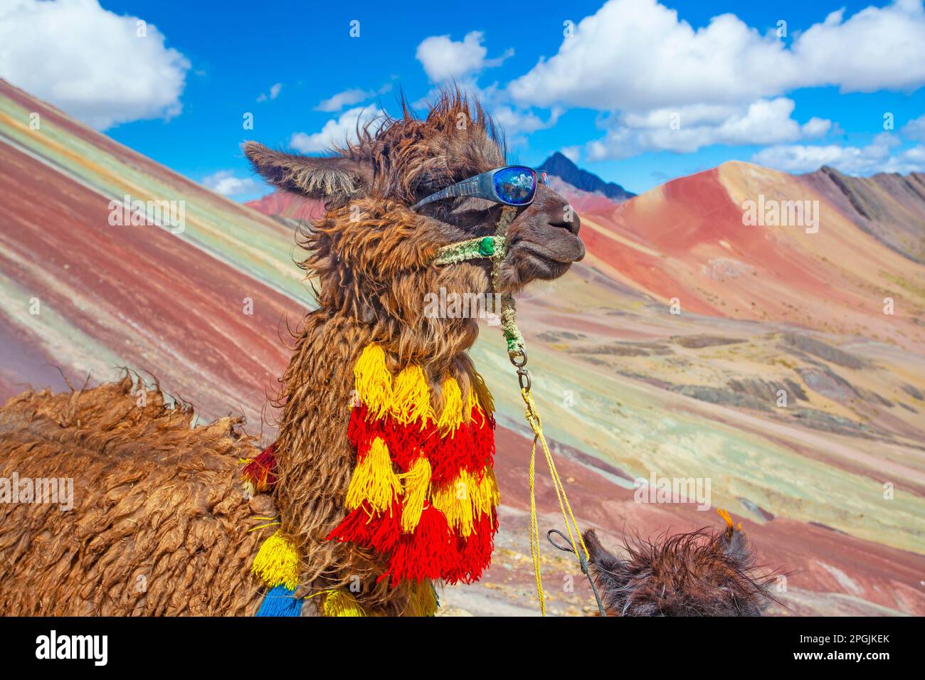 Lustiges Alpaka, Lama Pacos, in der Nähe des Berges Vinicunca, berühmtes Reiseziel in den Anden, Peru Stockfoto