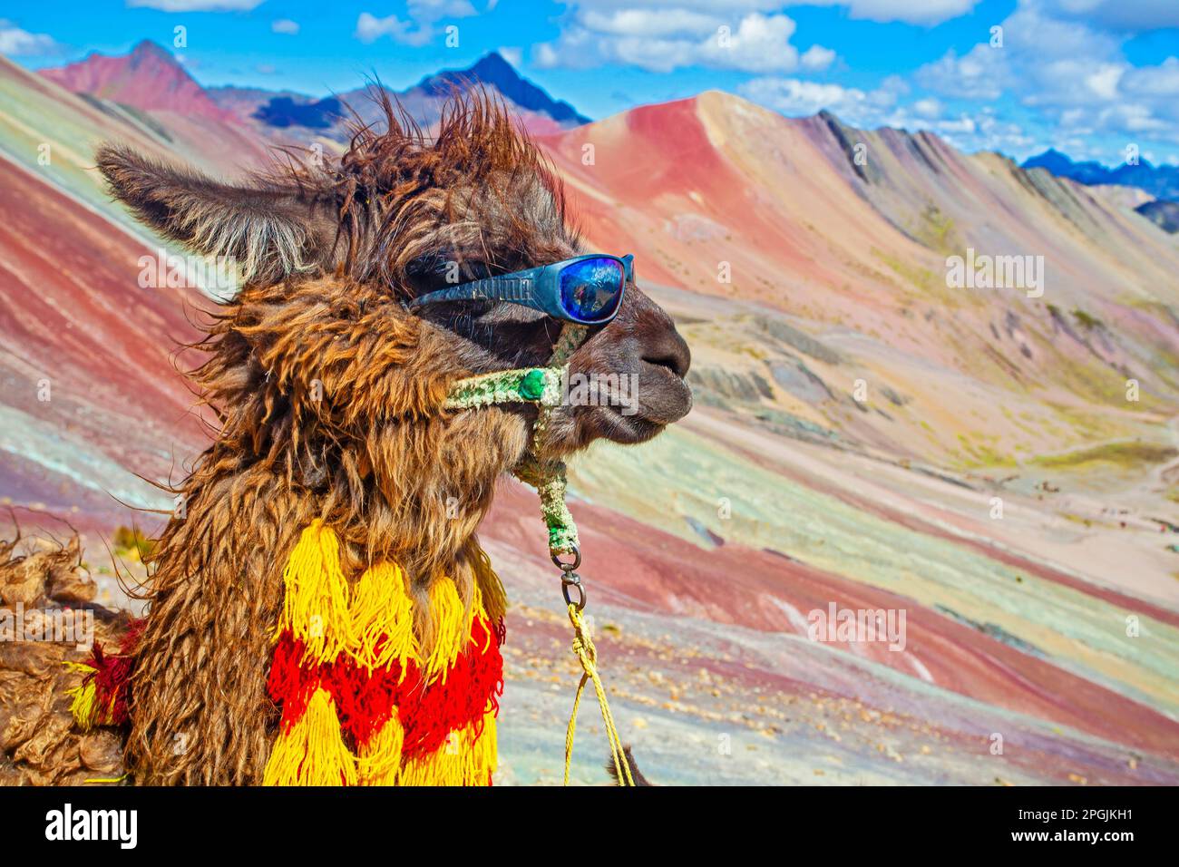 Lustiges Alpaka, Lama Pacos, in der Nähe des Berges Vinicunca, berühmtes Reiseziel in den Anden, Peru Stockfoto