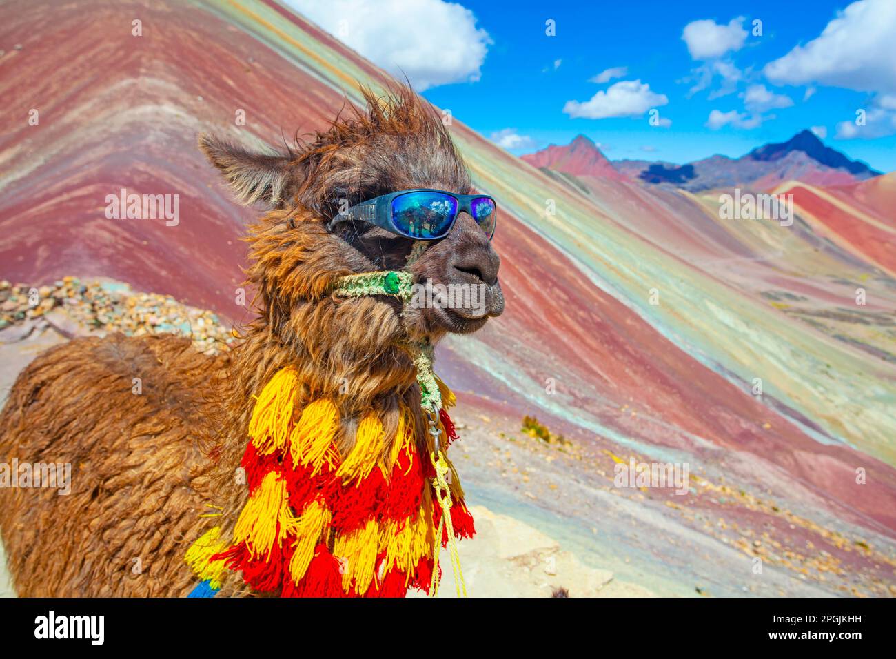 Lustiges Alpaka, Lama Pacos, in der Nähe des Berges Vinicunca, berühmtes Reiseziel in den Anden, Peru Stockfoto