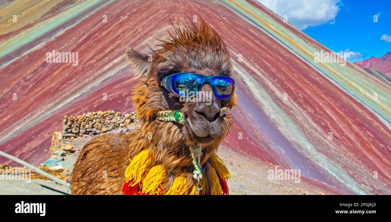 Lustiges Alpaka, Lama Pacos, in der Nähe des Berges Vinicunca, berühmtes Reiseziel in den Anden, Peru Stockfoto