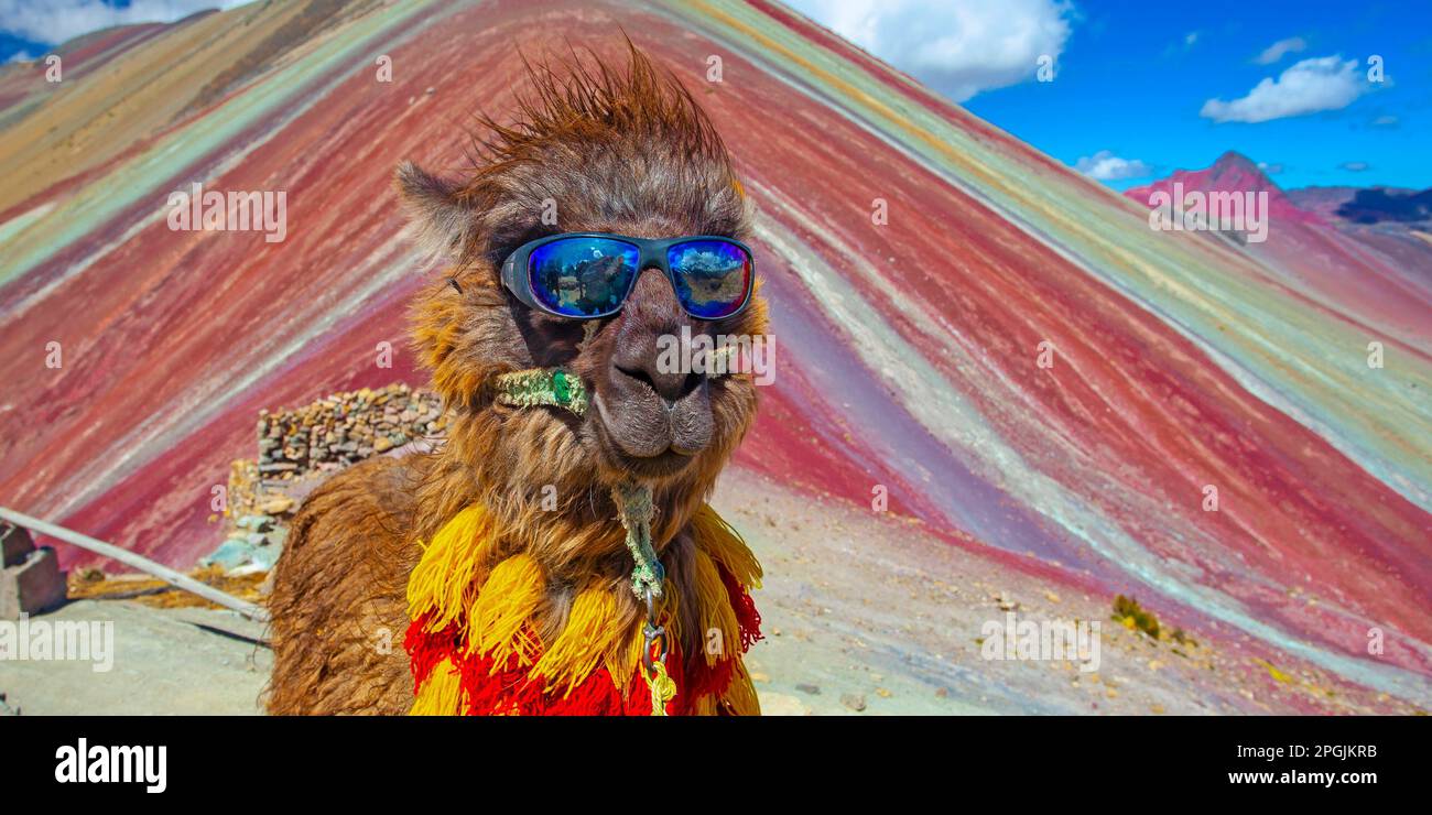 Lustiges Alpaka, Lama Pacos, in der Nähe des Berges Vinicunca, berühmtes Reiseziel in den Anden, Peru Stockfoto