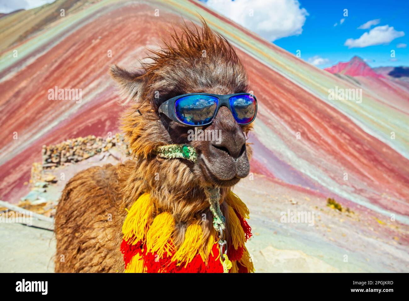 Lustiges Alpaka, Lama Pacos, in der Nähe des Berges Vinicunca, berühmtes Reiseziel in den Anden, Peru Stockfoto