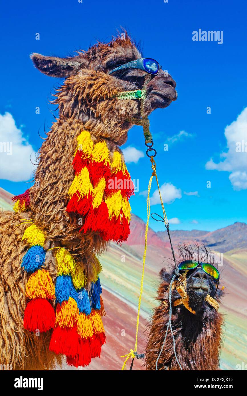 Lustiges Alpaka, Lama Pacos, in der Nähe des Berges Vinicunca, berühmtes Reiseziel in den Anden, Peru Stockfoto