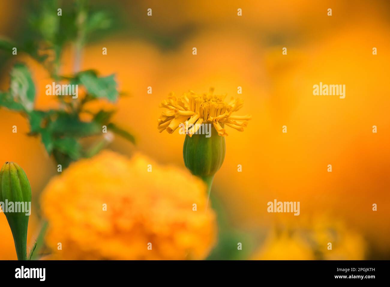 Die wunderschöne amerikanische Ringelblume ist eine beliebte Blume, die zum Verkauf gepflanzt wird Stockfoto