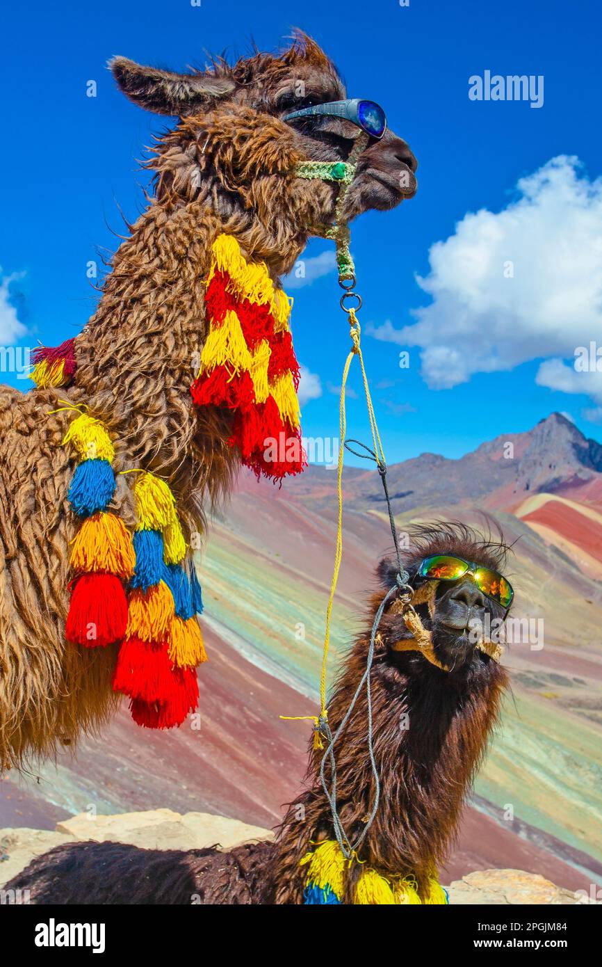 Lustiges Alpaka, Lama Pacos, in der Nähe des Berges Vinicunca, berühmtes Reiseziel in den Anden, Peru Stockfoto