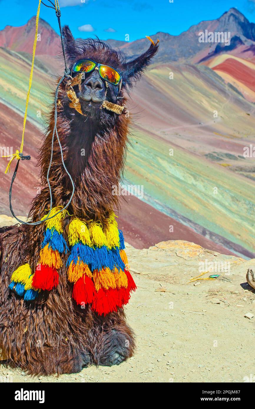 Lustiges Alpaka, Lama Pacos, in der Nähe des Berges Vinicunca, berühmtes Reiseziel in den Anden, Peru Stockfoto