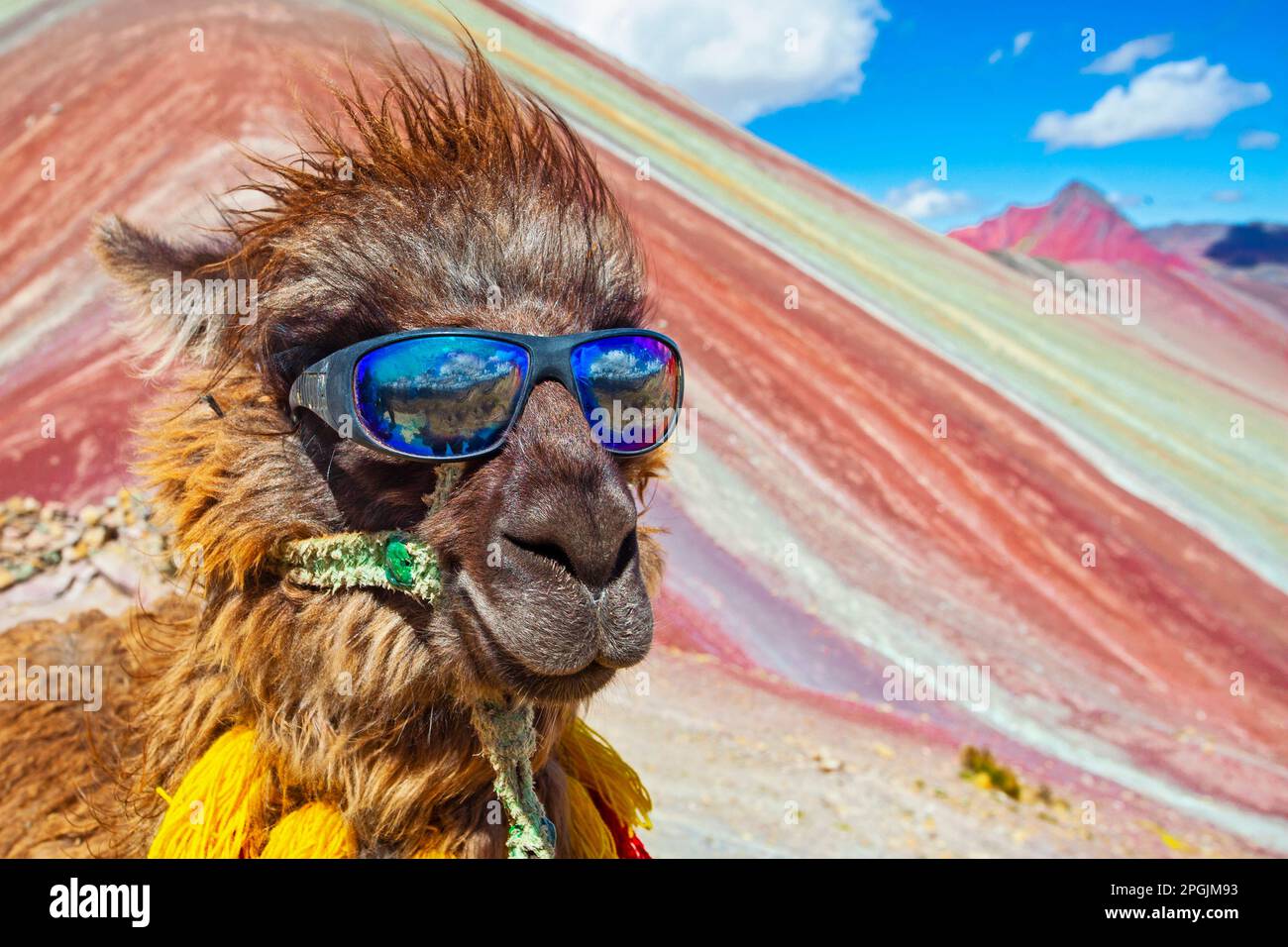 Lustiges Alpaka, Lama Pacos, in der Nähe des Berges Vinicunca, berühmtes Reiseziel in den Anden, Peru Stockfoto