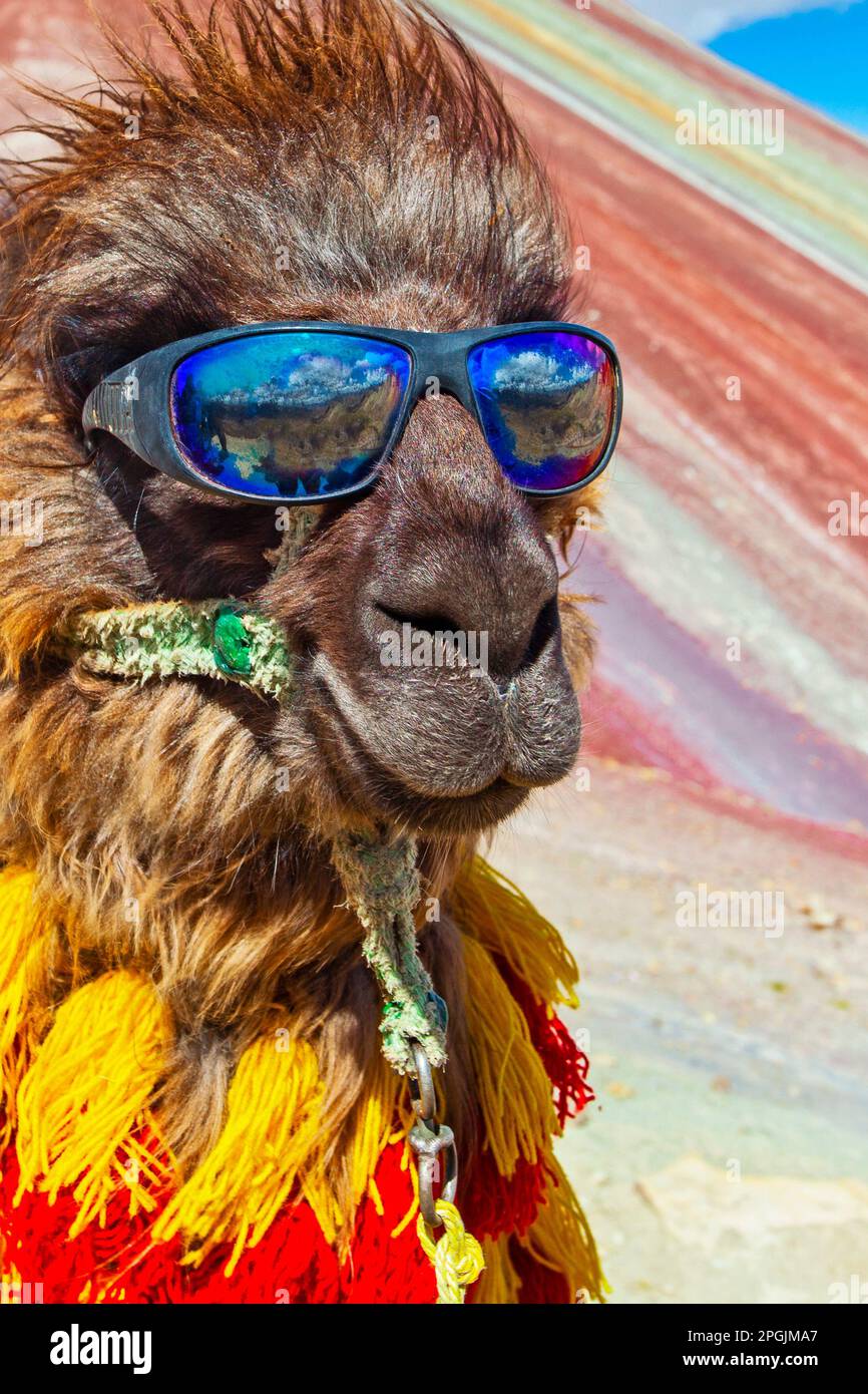 Lustiges Alpaka, Lama Pacos, in der Nähe des Berges Vinicunca, berühmtes Reiseziel in den Anden, Peru Stockfoto