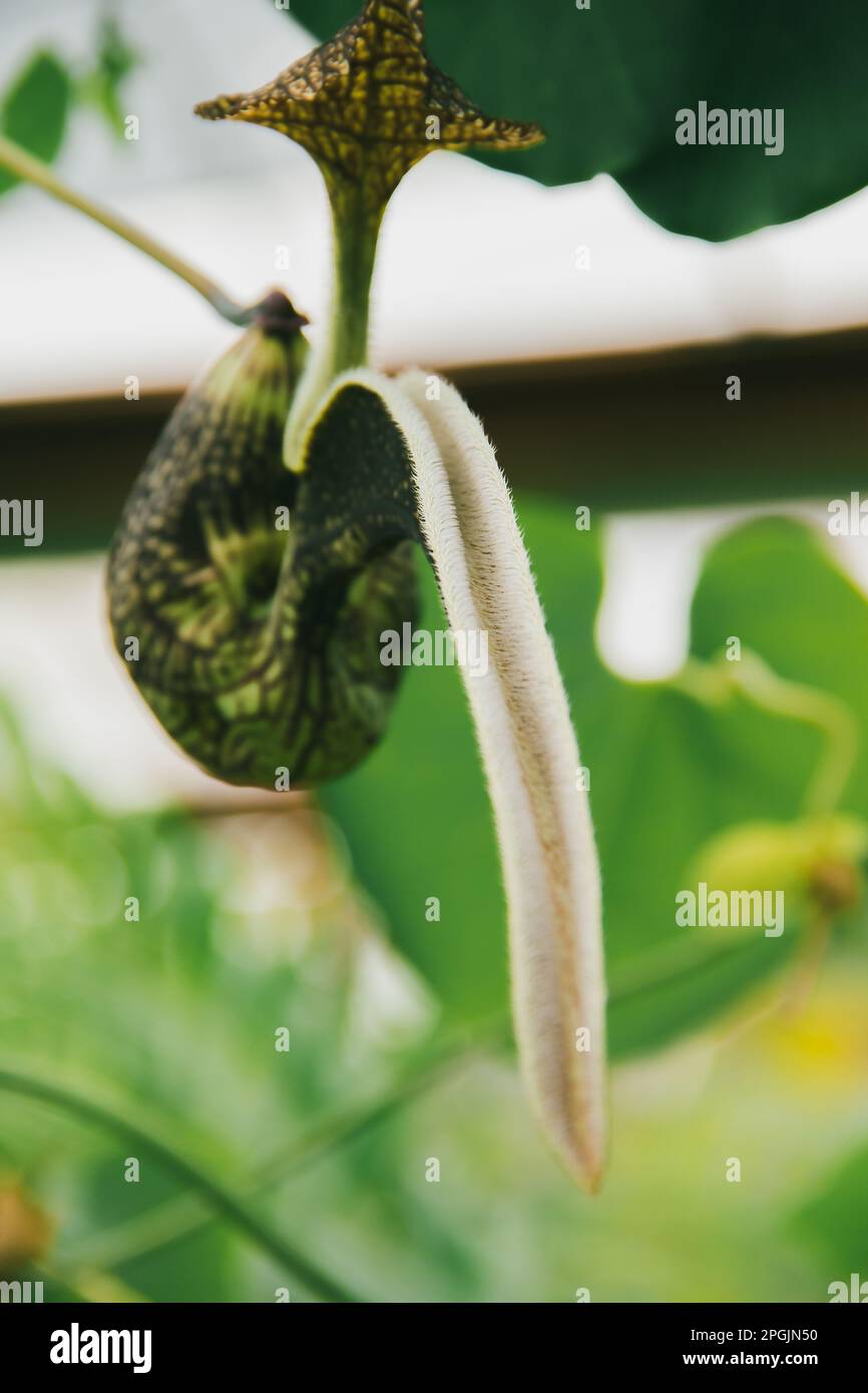 Aristolochia ringens sind herzförmige Efeu mit kleinen, einohrigen Ohren. Gekrümmte Blütenblätter, die zu einem lila-roten Muster verbunden sind. Stockfoto