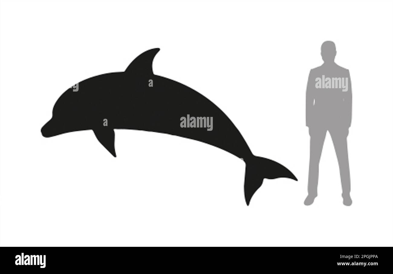 Delfin und Mensch Stockfoto