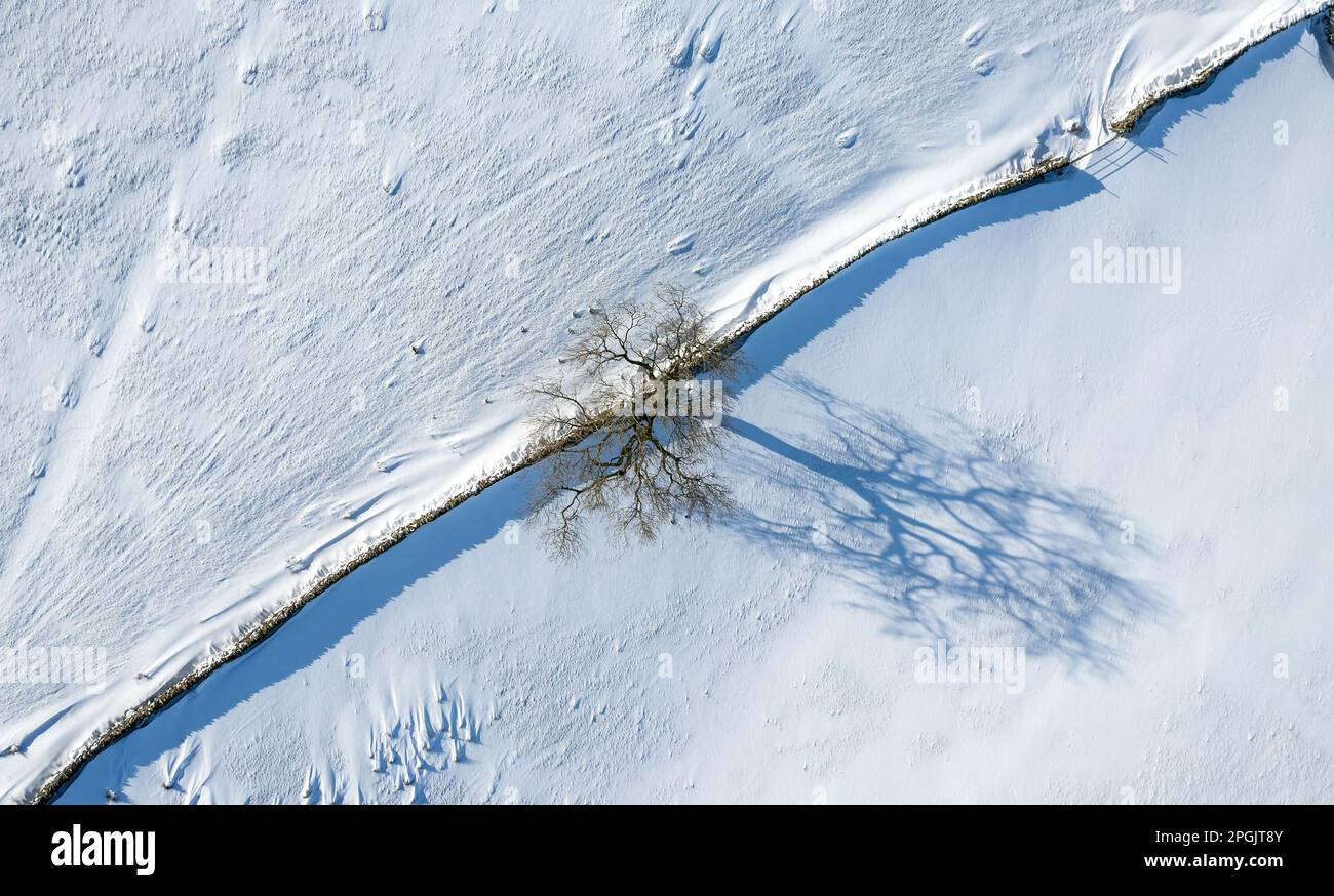 Baum und eine Dystonwand direkt von oben nach einem Schneesturm, die dramatische Schatten über der Show erzeugen. North Yorkshire, Großbritannien. Stockfoto