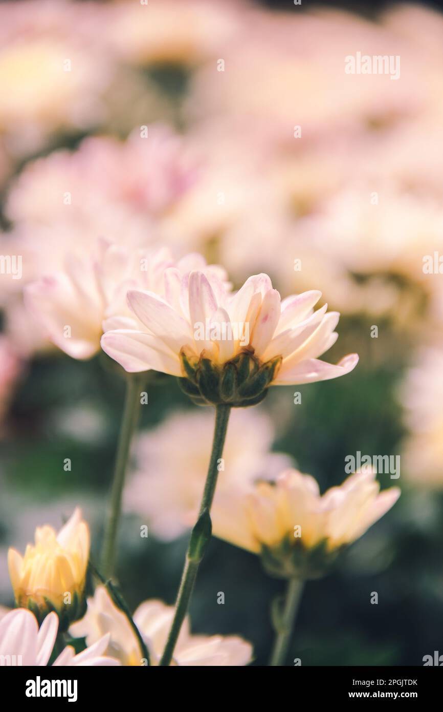 Weißes Chrysanthemum, Chrysanthemum, schöne Form, farbenfroh, einfach zu Pflanzen Stockfoto