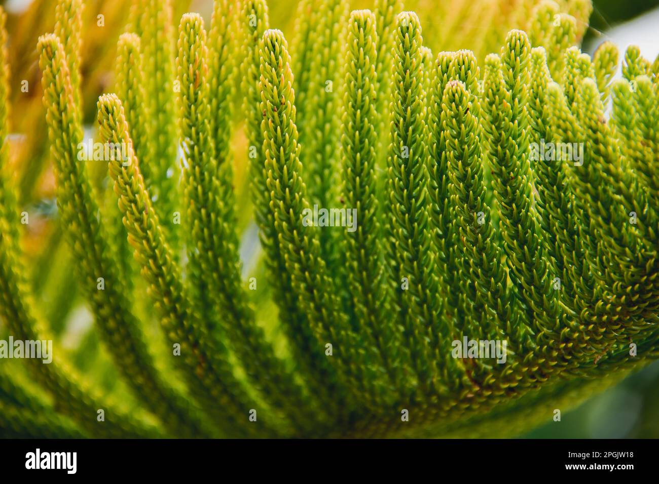 Norfolk Island Pinie Blätter, Norfolk Island Pinie ist eine Art Zierkiefer, die beliebt zu Pflanzen. Die Blätter sind wunderschön grün. Stockfoto